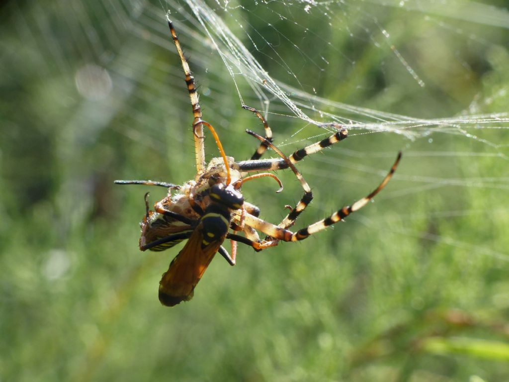 Predazione di Batozonellus lacerticida su Argiope bruennichi.